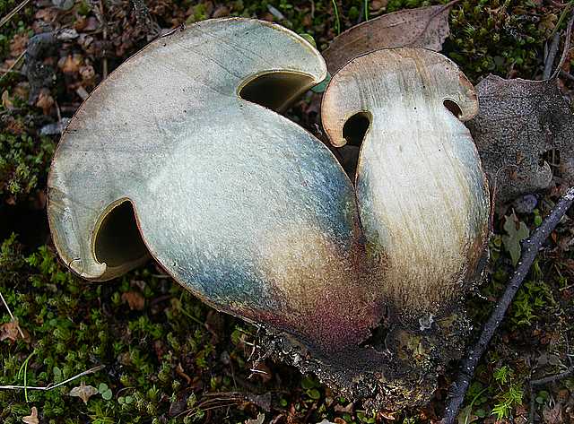 Le  meraviglie della foresta